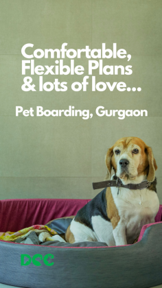 Looking for a home away from home for your pet? At DCC Animal Hospital, our pet boarding services in Gurgaon offer cozy stays, flexible plans, and lots of love. Rest assured, your furry friend will receive the best care while you're away. Book their stay today! 