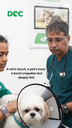 At DCC Animal Hospital, we believe in the power of gentle care and expert treatment. A vet’s touch fosters a pet’s trust—an unspoken bond built on love and healing. Book a consultation with our expert vets today! #PetCare #VetVisit #DCCAnimalHospital