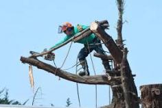 Need professional tree removal in Parramatta? Our skilled arborists provide safe, efficient, and affordable tree removal, pruning, and stump grinding services. Fully licensed and insured, we handle all tree sizes with precision. Contact us today for a free quote.
0406 069 696