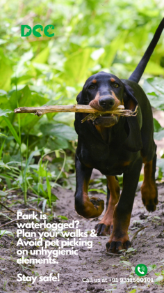 Ensure your pet’s safety during walks by avoiding waterlogged areas and unhygienic elements. A little caution goes a long way in keeping your furry friend healthy and happy! Call us for expert pet care: +91 9311560101. #PetSafety #HealthyPets #DCCAnimalHospital
