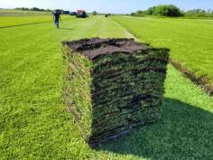 SOD is your go-to destination for premium sod solutions in the Orange County area. We specialize in supplying and installing top-grade sod that transforms your landscape into lush greenery. With years of expertise, we offer a wide range of sod varieties to suit your specific needs. Our commitment to quality, paired with competitive pricing, makes us the preferred choice for a vibrant, green lawn in Orange County. Trust SOD Orange County for your sod needs today.